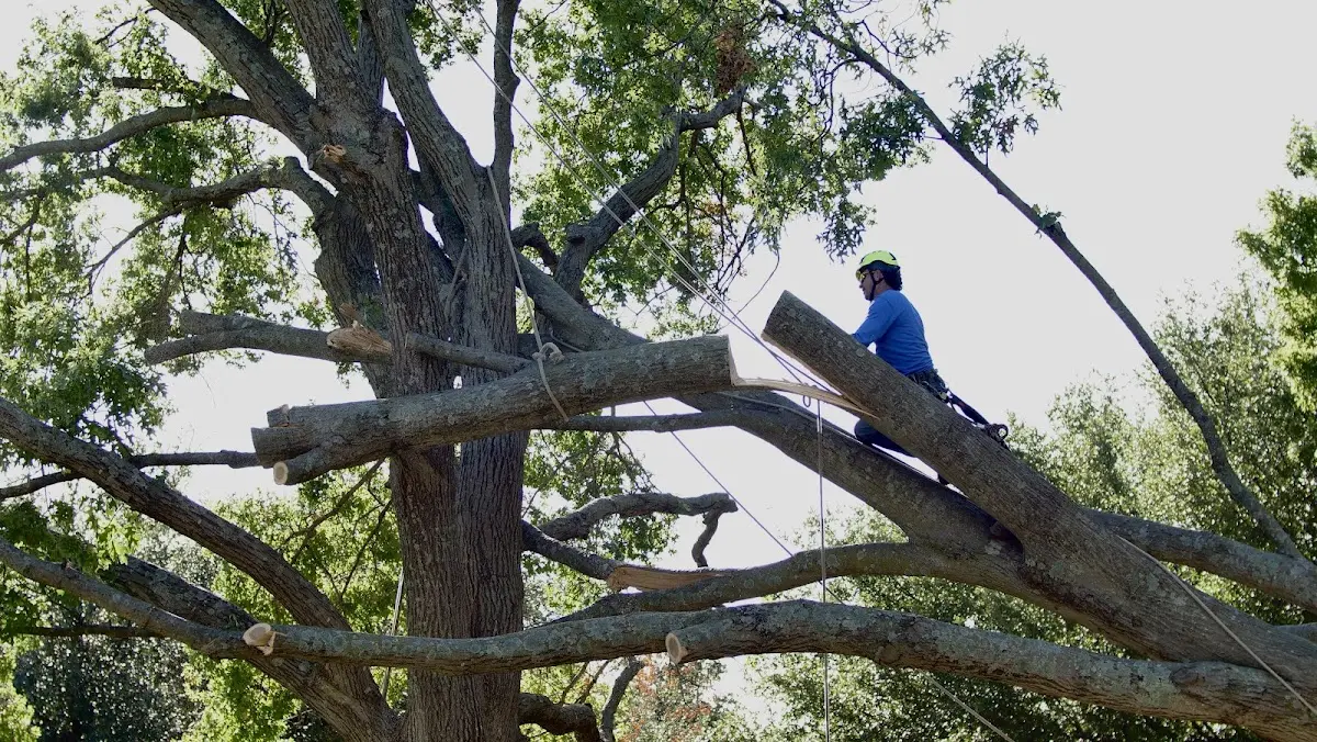 Professional Crown Thinning performed by certified arborists in Kellogg