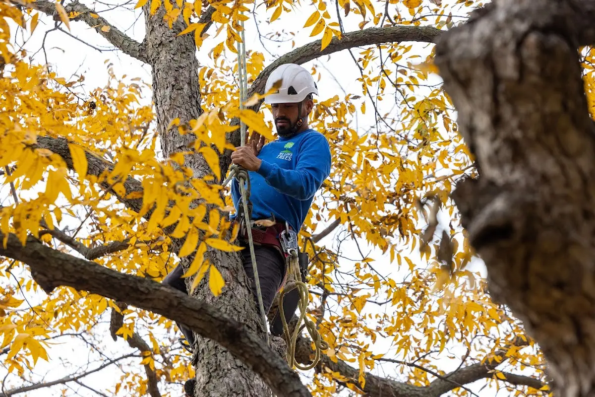 Skilled Emergency Tree Service crew working in Kellogg